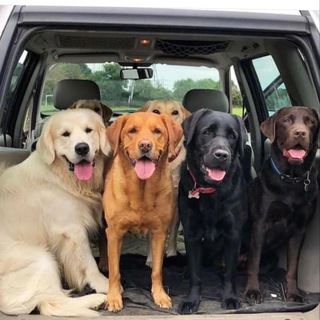 Лабрадоры | Голден - ретриверы