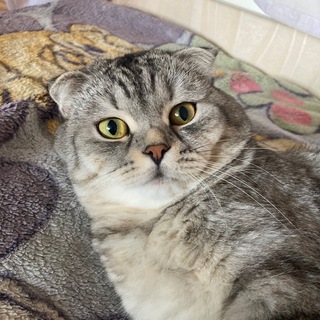 Арчи-Бот обормот