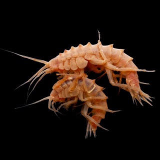 Рачки Байкала (Lake Baikal Amphipods)