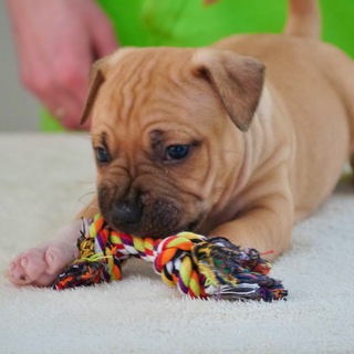 Lamasko X-Pert Амстафф