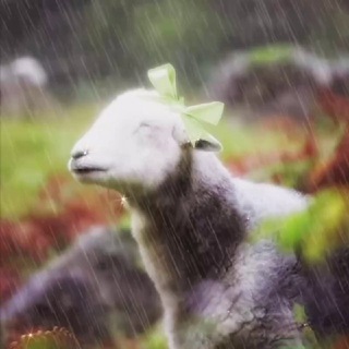 ☾†ягнячий лугᯓᡣ𐭩