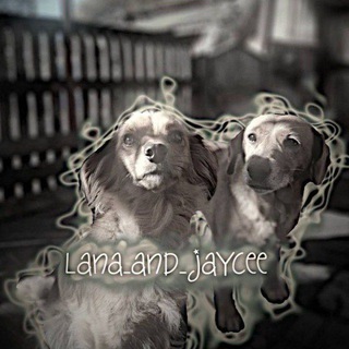 подвал где обитают дворняги