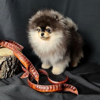 Sale of Pomeranian puppies.Pomeranian offers🤎Померанский шпиц, предложения.