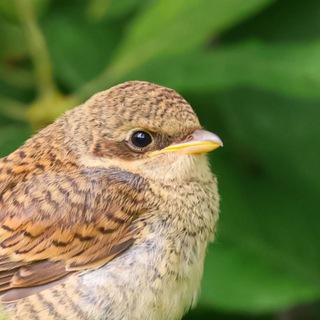 𓅨Истории Жуланёнка𓅭