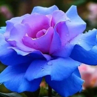 Золотое Таро Ланны Дагаз