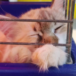 Лапа Помощи 🐾