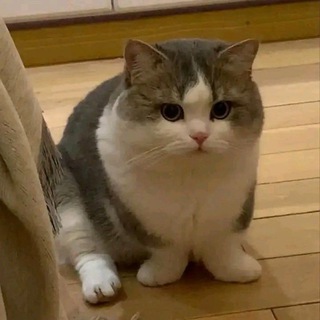 Мягка | Лапка