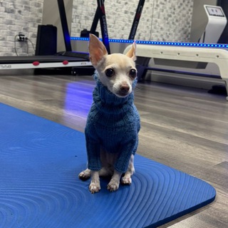 Lapka’s studio 🐾