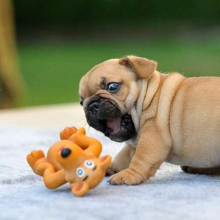 Лапки и Мордочки 🐾