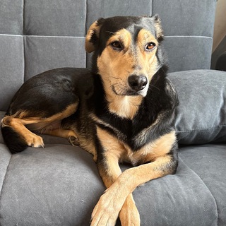 Жизнь с животными