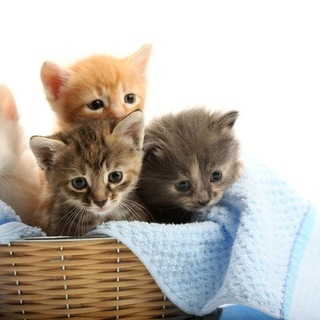 🐱 Лапки в Эмоциях