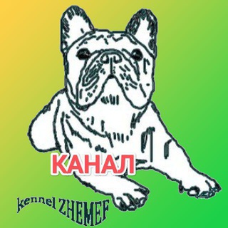 французские бульдоги. ЖЕМЕФ в телеграмм❤️