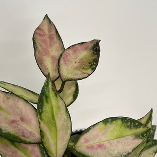 Джунгли в уютной однушке 🪴