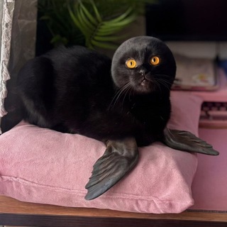 свежая, нарциссичная Мари + КОты