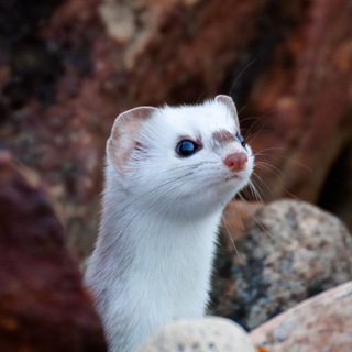 Ласки, хори и прочие куняши