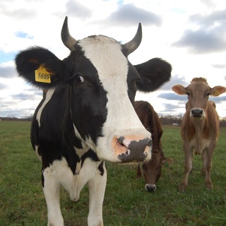 Фермерские продукты из Петушков с доставкой в Москву и область
