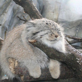 Ленивый манульчик