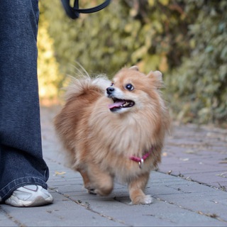 лысый шприц