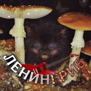 Грибницы (ЛЕНИНГРИБ)