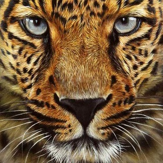 Записки леопарда: дневник тренировок