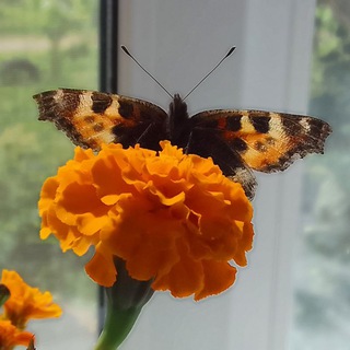 🦋мои мякиши🐛