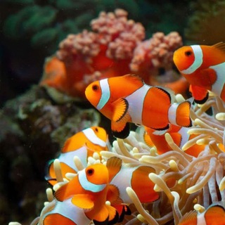 Леска | подводный мир