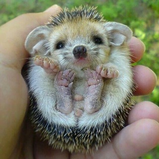 Лесной клуб "Ушастый ёж"