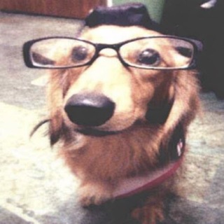 Гуси, спасите Рим! #vvlllaa