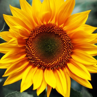 Вся жизнь — сюжет