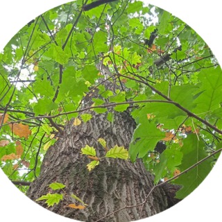 Живой мир: просто о сложном