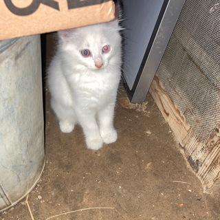 Жизнь Самата