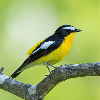 Lifer tours Birdwatching