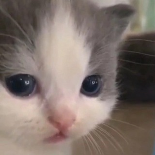 Лига опасного интернета