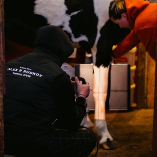 Будни конского ветеринара