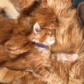 Lina’s family Питомник кошек породы мейн-кун "Main Favorite"