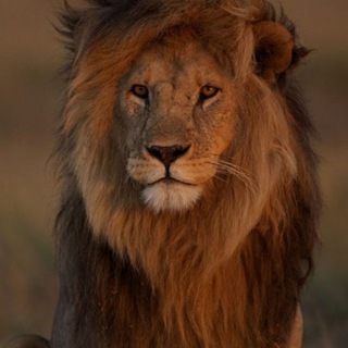 Московские львы