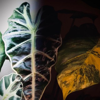 Цветочки у Лис 🦊