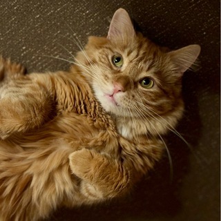 Котские мысли