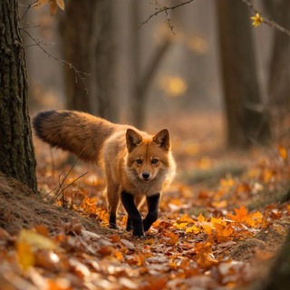 Лисички сестрички