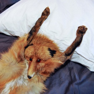 Лиса Тиктоковна