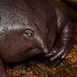 Комочек ярости