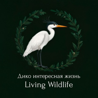 Дико интересная жизнь | Living wildlife