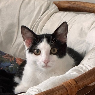 просто лиза