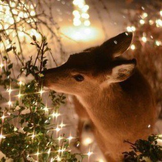 𝒍𝒂𝒏𝒎𝒆𝒆||` ๑𓂃||помощь писателям/ролевикам☕️