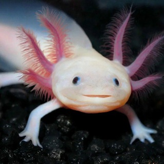 𝖑𝖔𝖌𝖔𝖛𝖔