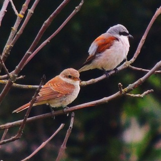 Логово орнитолога