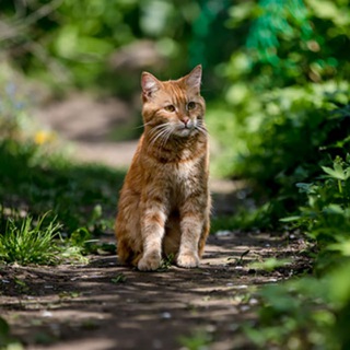 Потеряшки и найдёныши Казань