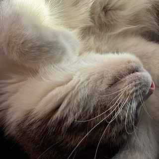 Лоточек 🐾 Litter box 𓋹