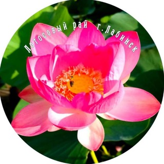 Лотосовый рай🌺🌺🌺