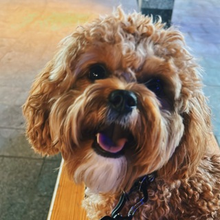 Луи пёс-путешественник